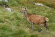 Red Deer
